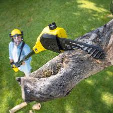 Why Choose Our Tree Removal Services in Canby, OR?