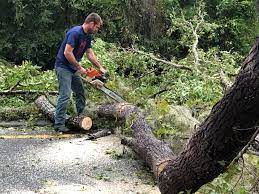 Best Palm Tree Trimming  in Canby, OR