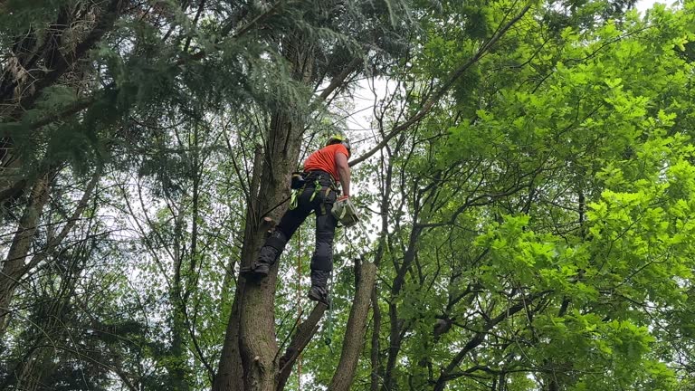 Best Leaf Removal  in Canby, OR