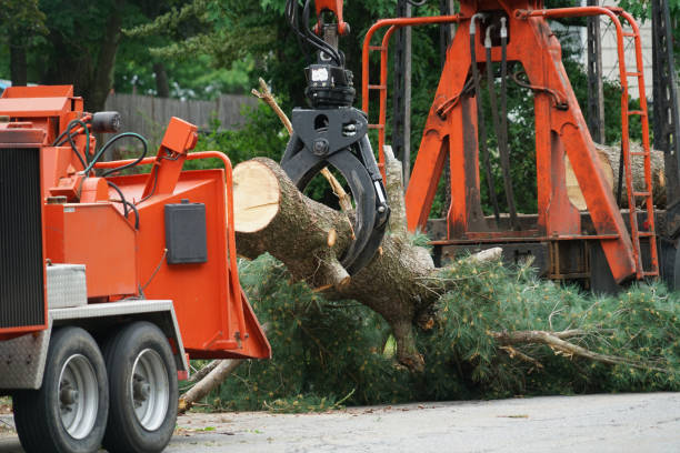 Best Tree Maintenance Programs  in Canby, OR