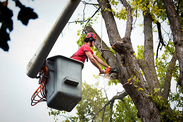 Best Seasonal Cleanup (Spring/Fall)  in Canby, OR