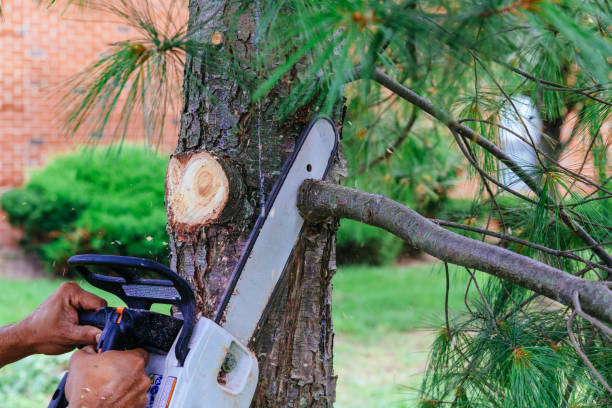 Best Hazardous Tree Removal  in Canby, OR